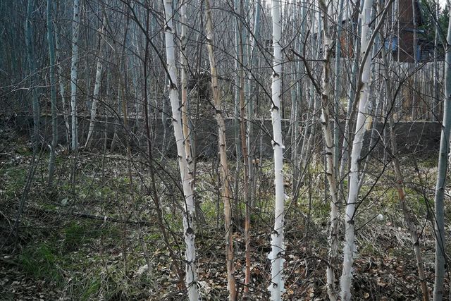 земля садоводческое некоммерческое товарищество Монолит фото