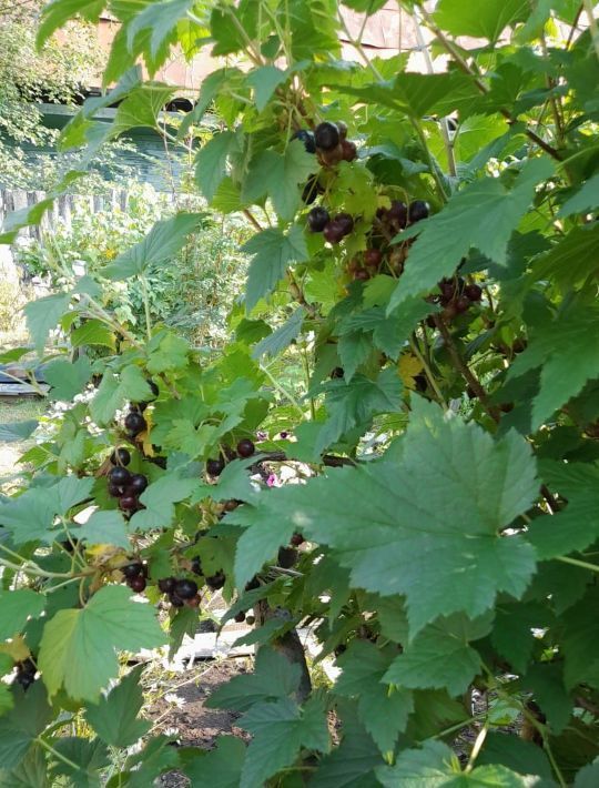 дом р-н Нерюнгринский г Нерюнгри п Серебряный Бор Энергетик-Дачник СОТ фото 7